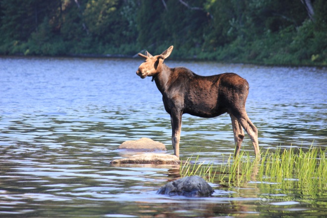 A Moose in Algonquin Park